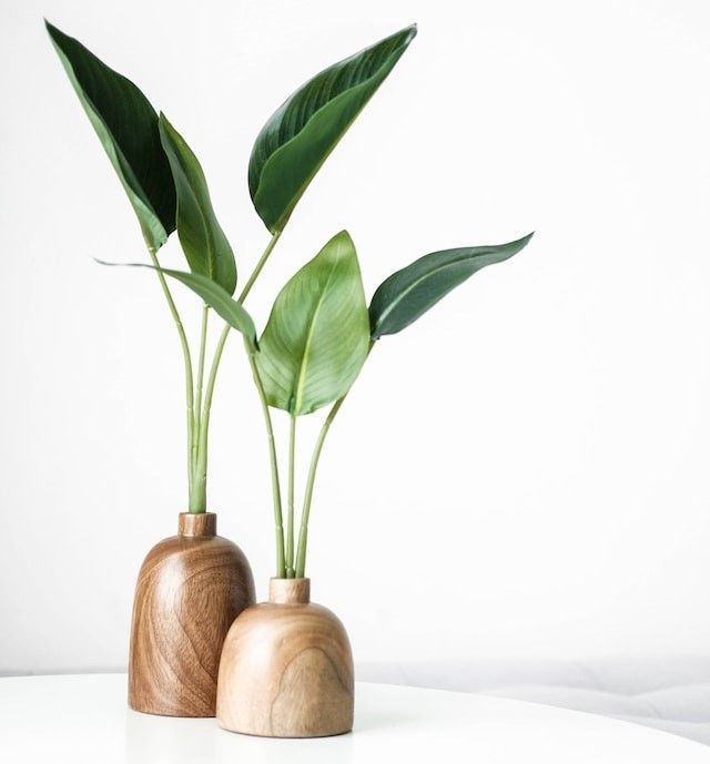 Plants on table